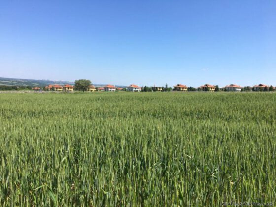 Bursa Yenişehir’de 7.884 m² tarla satılıktır (çoklu satış)