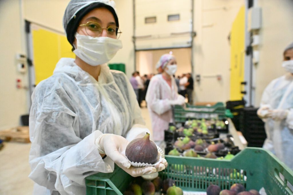 İncir üreticisine can suyu