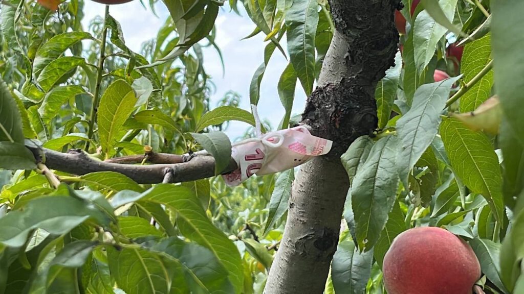 Kopardığı şeftali için ağaca para bağladı