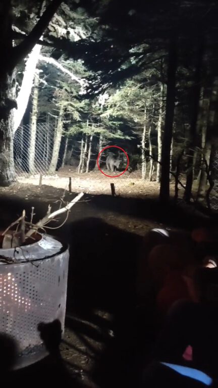 Uludağ’a tatile giden aile ayıyla karşı karşıya geldi