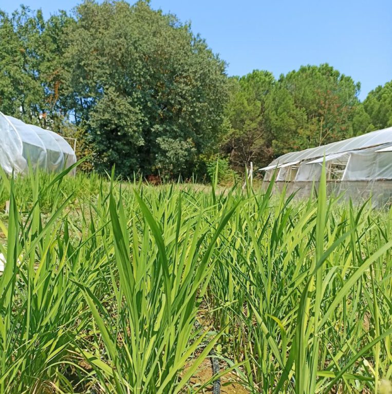 BUÜ’de damla sulama yöntemi ile çeltik üretimi başladı