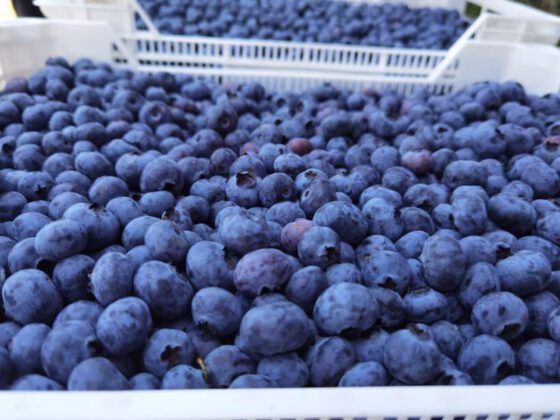 Bursa’dan Hong Kong’a yaban mersini ihracatı