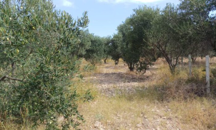 Bursa Orhangazi’de 2.690 m² zeytinliğin 1/8 hissesi satılıktır