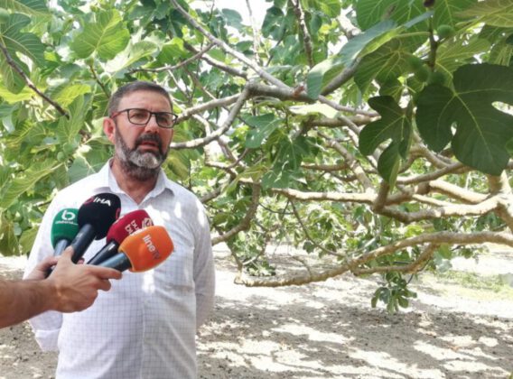 Siyah incir üreticileri can çekişiyor