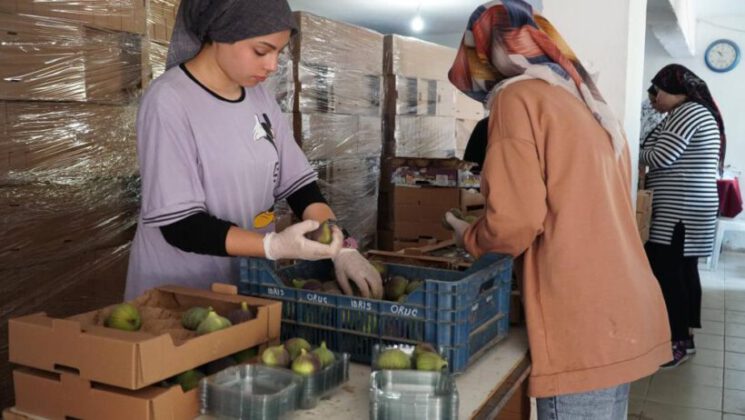 Mustafakemalpaşa’da incir mesaisi başladı