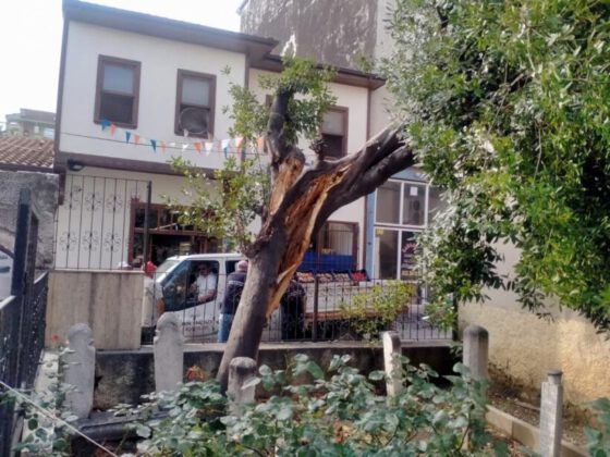 Mudanya’da yıldırım türbe içindeki ağacı ikiye böldü