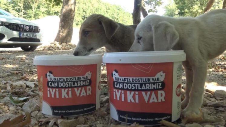 Bursa’da sıcak havalarda sokaktaki can dostlar unutulmuyor