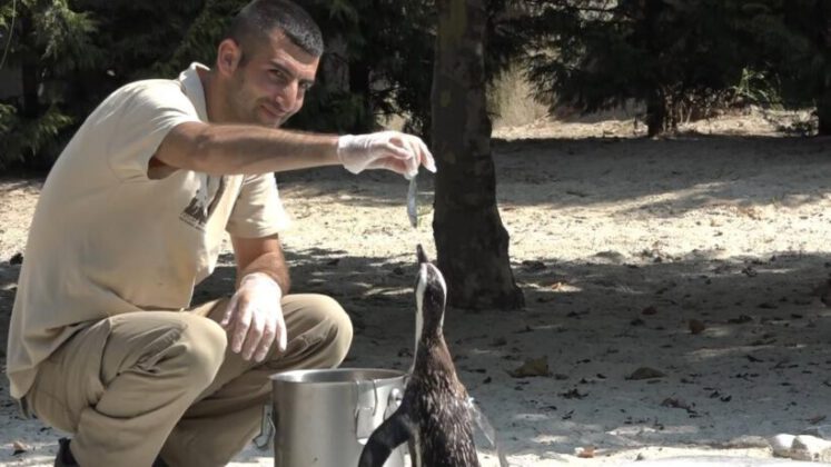 Sıcaktan bunalan hayvanların buzlu meyve keyfi