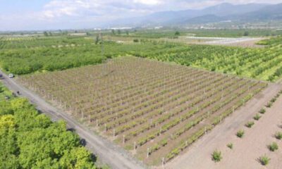 Bilecik Osmaneli’de 5878 m² tarım arazisi satılıktır