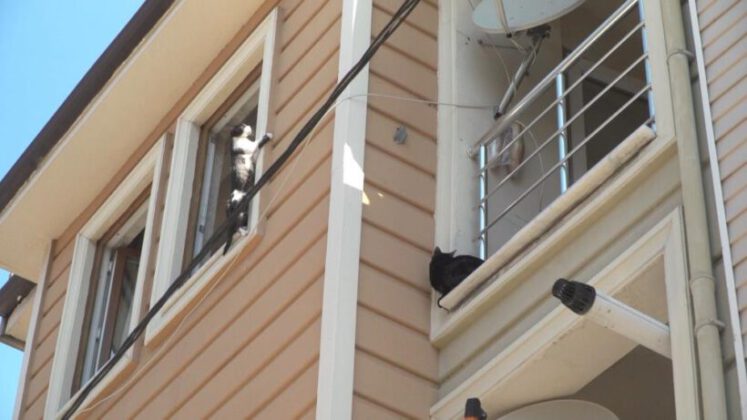 Bursa’da çöp evden onlarca kedi çıktı