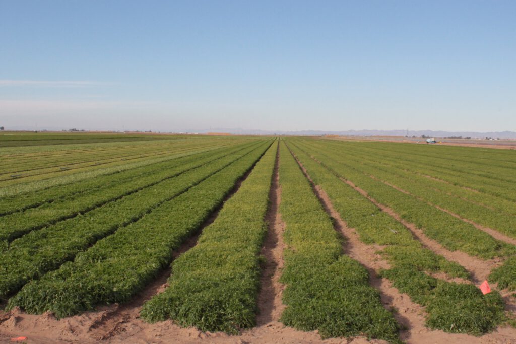 Bursa İnegöl’de 8.661,81 m² tarla satılıktır