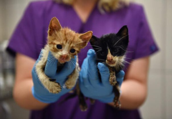 Bursa’da zifte bulanmış kediler hayata döndürüldü