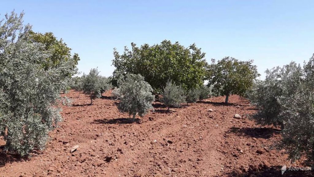 Bursa Orhangazi’de 1.125,00 m² zeytinlik satılıktır