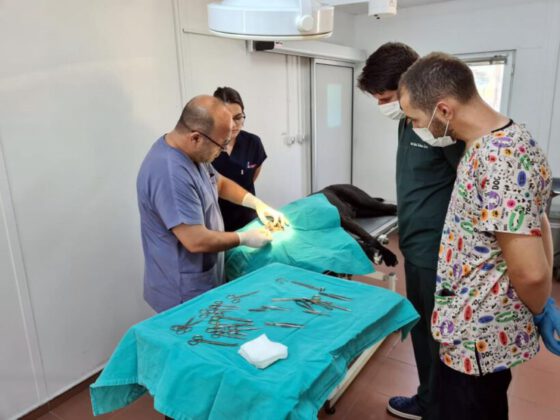 Osmangazi, binlerce hayvana şifa oldu