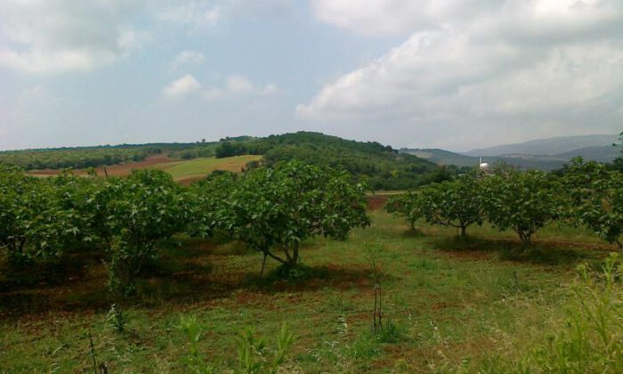 Bursa İznik’te 541 m² tarla satılıktır