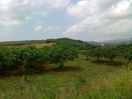 Bursa İznik’te 541 m² tarla satılıktır