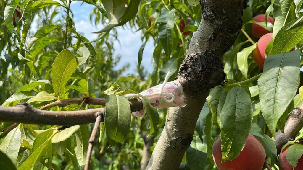 İnsanlık ölmemiş