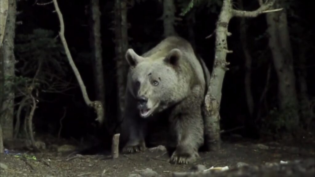 Uludağ’da yaban hayatı
