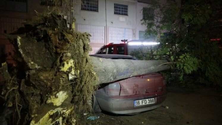 Bursa’da ağaç park halindeki 3 otomobilin üzerine devrildi