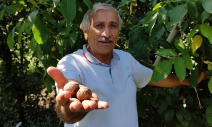 Yetiştirdiği cevizleri toplamak nasip olmadı..Çuval çuval çaldılar