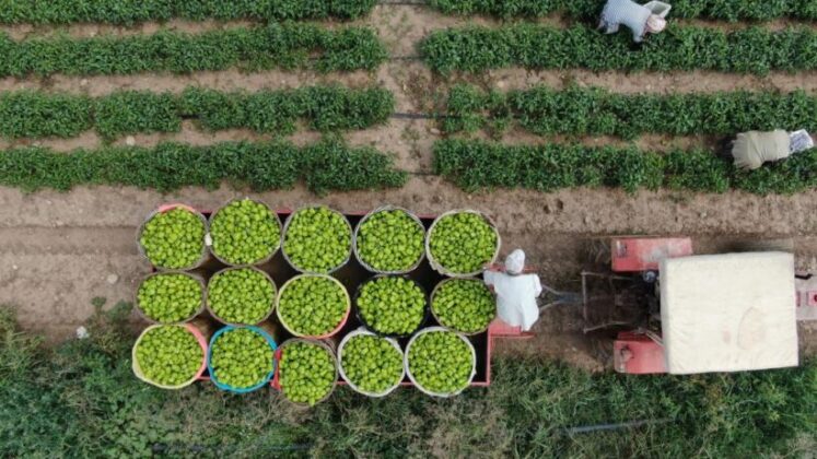Bursa’da çiftçi ürettiğini komisyonsuz tüketiciye ulaştırıyor