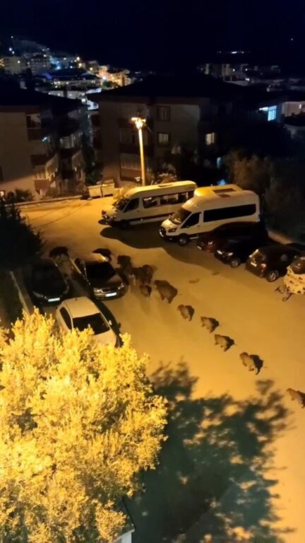 Bursa’da domuz sürüsü şehir merkezine indi