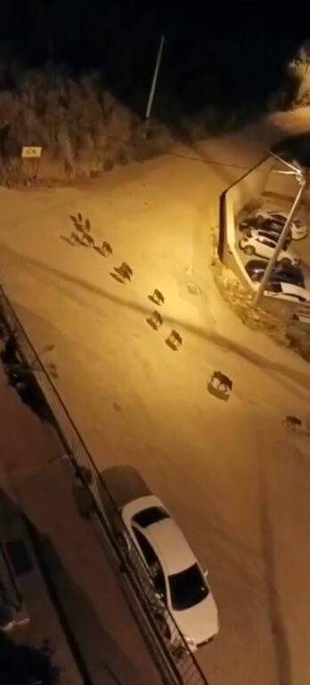 Bursa’da aç kalan domuzlar şehir merkezine indi