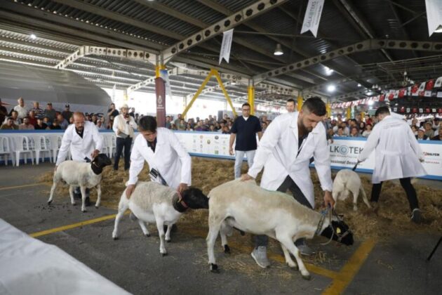 Bursa’da güzel koyun ve koyun kırkma yarışması nefes kesti