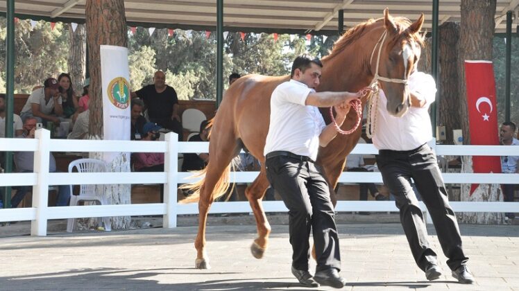 6 baş safkan arap koşu tayı satılacak