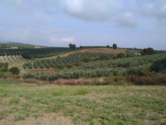 Bursa Mudanya’da 750 m² arsa mahkemeden satılıktır