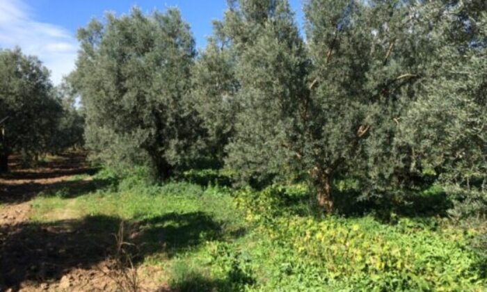 Bursa Gemlik’te 3.481 m² arsa mahkemeden satılıktır