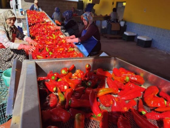 Savaş salça ihracatını artırdı