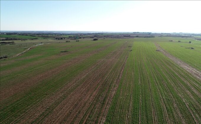 Bilecik Osmaneli’nde 10 adet tarla icradan satılıktır