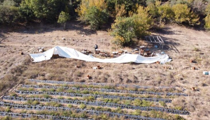Ayı ailesi arı çiftliğini bastı…Bal dolu kovanları yiyip dağıttılar