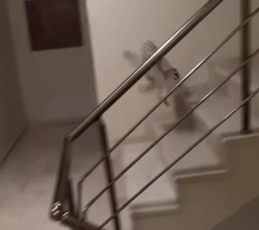 Merdiven boşluğuna düşen baykuşu böyle kurtardı