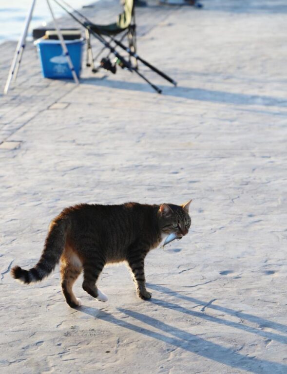 Kedinin kovadaki balığı yakalama çabası kamerada