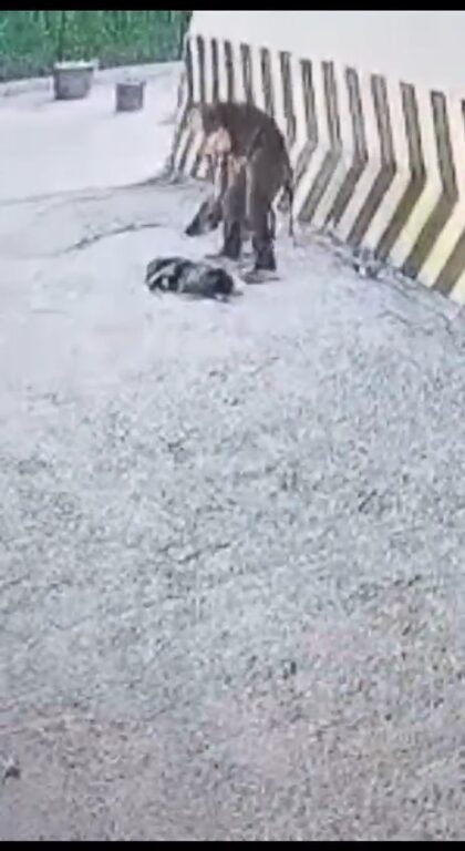 Vicdansız hırsız köpeğe şiddet uyguladı: O anlar kamerada