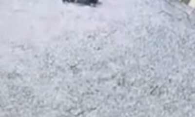 Vicdansız hırsız köpeğe şiddet uyguladı: O anlar kamerada