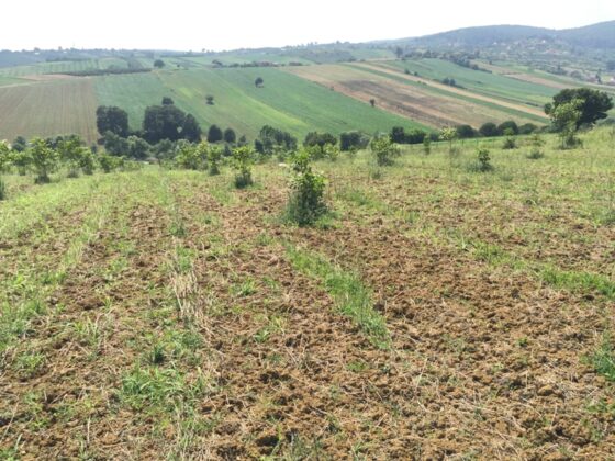 Bursa Osmangazi’de 1.294 m² tarla mahkemeden satılıktır