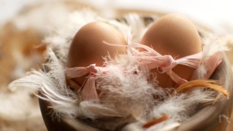 Yumurta; hayat kaynağı