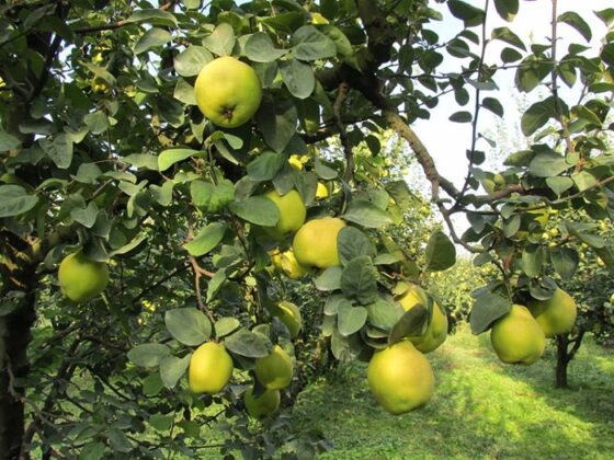 Bursa Yıldırım’da 10.912 m² ayva bahçesi mahkemeden satılıktır