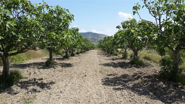 Bursa Osmangazi’de 7.423 m² incir bahçesi icradan satılıktır