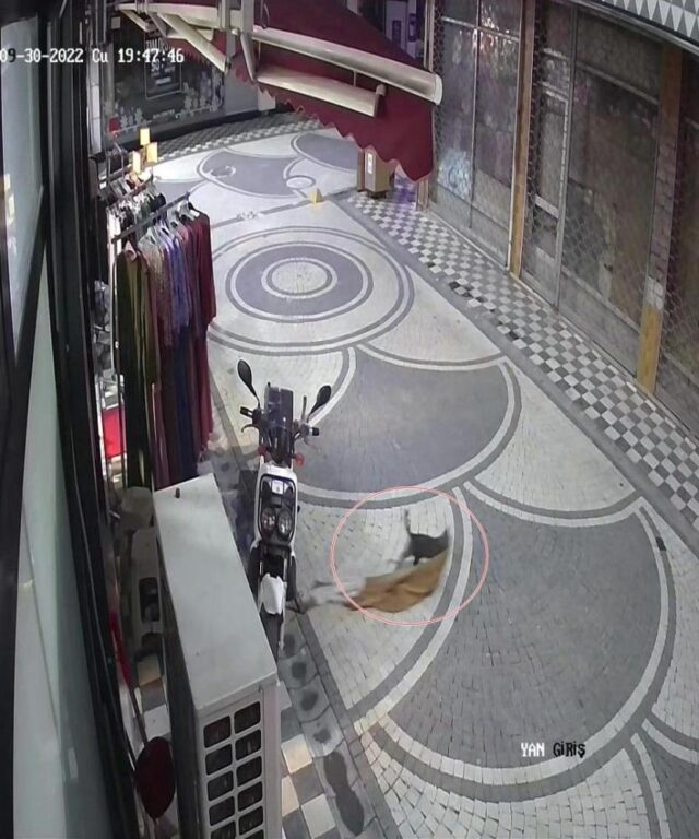 Haylaz kedi elbiseyi kaptı kaçtı, o anlar kameraya yansıdı