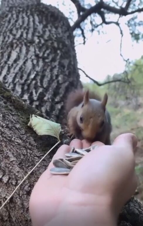 Sincaba elleriyle çekirdek yedirdi