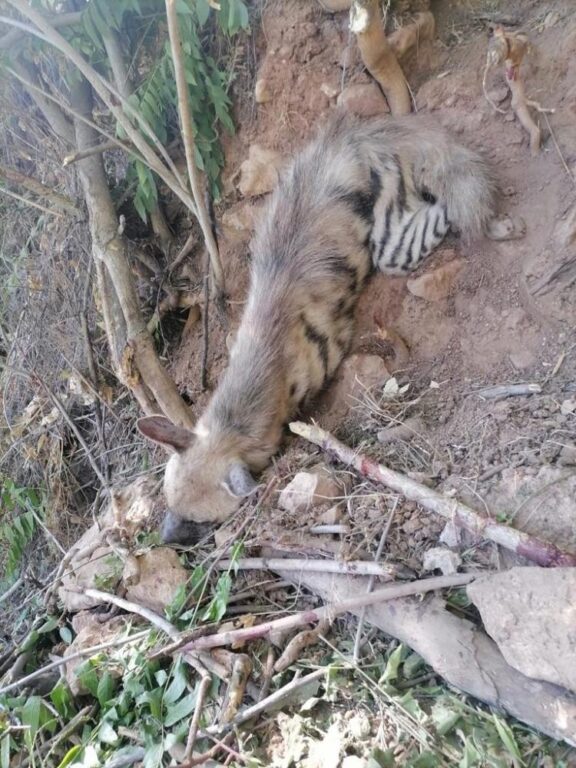 Nesli tükenme tehlikesi olan çizgili sırtlan bulundu