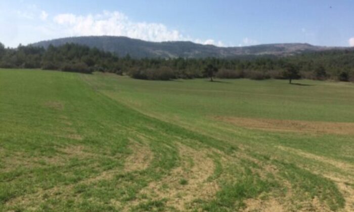 Bursa İznik’te 3.900 m² tarla icradan satılıktır (çoklu satış)