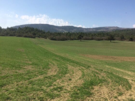 Bursa İznik’te 3.900 m² tarla icradan satılıktır (çoklu satış)