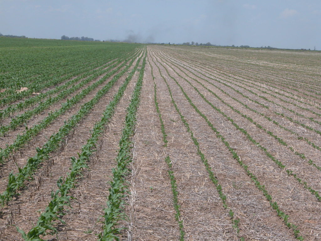 Bursa Karacabey’de 9.500 m² tarla icradan satılıktır