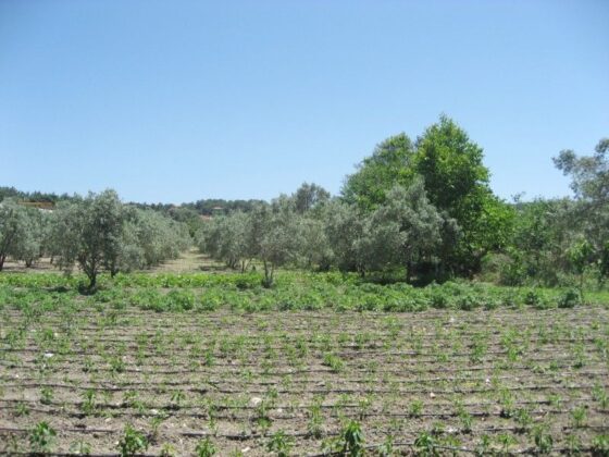 Bursa Keles’te 7.049 m² tarla icradan satılıktır (çoklu satış)