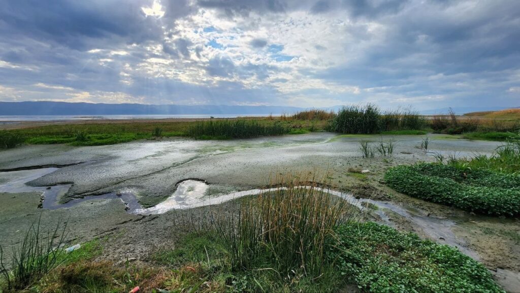 İznik Gölü’nde korkutan görüntü